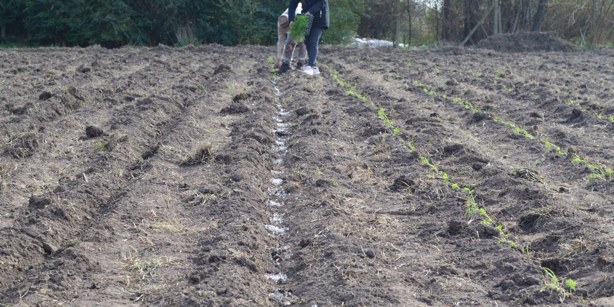 1090image1659374739o