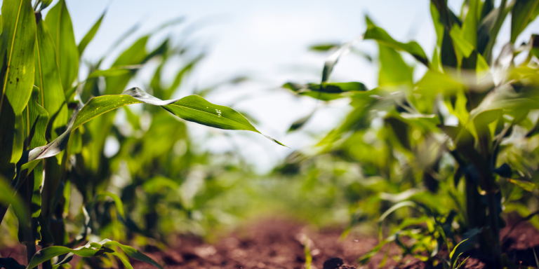 Placa vivo Procesión 2025 (1)